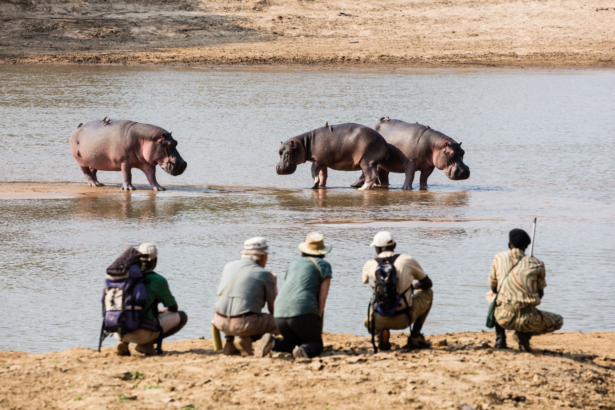 Takwela-Camp-walking-by-Luangwa-River_hippos-and-oxpeckers.jpg