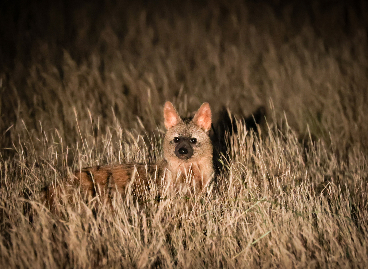 Wildlife- Aardwolf 