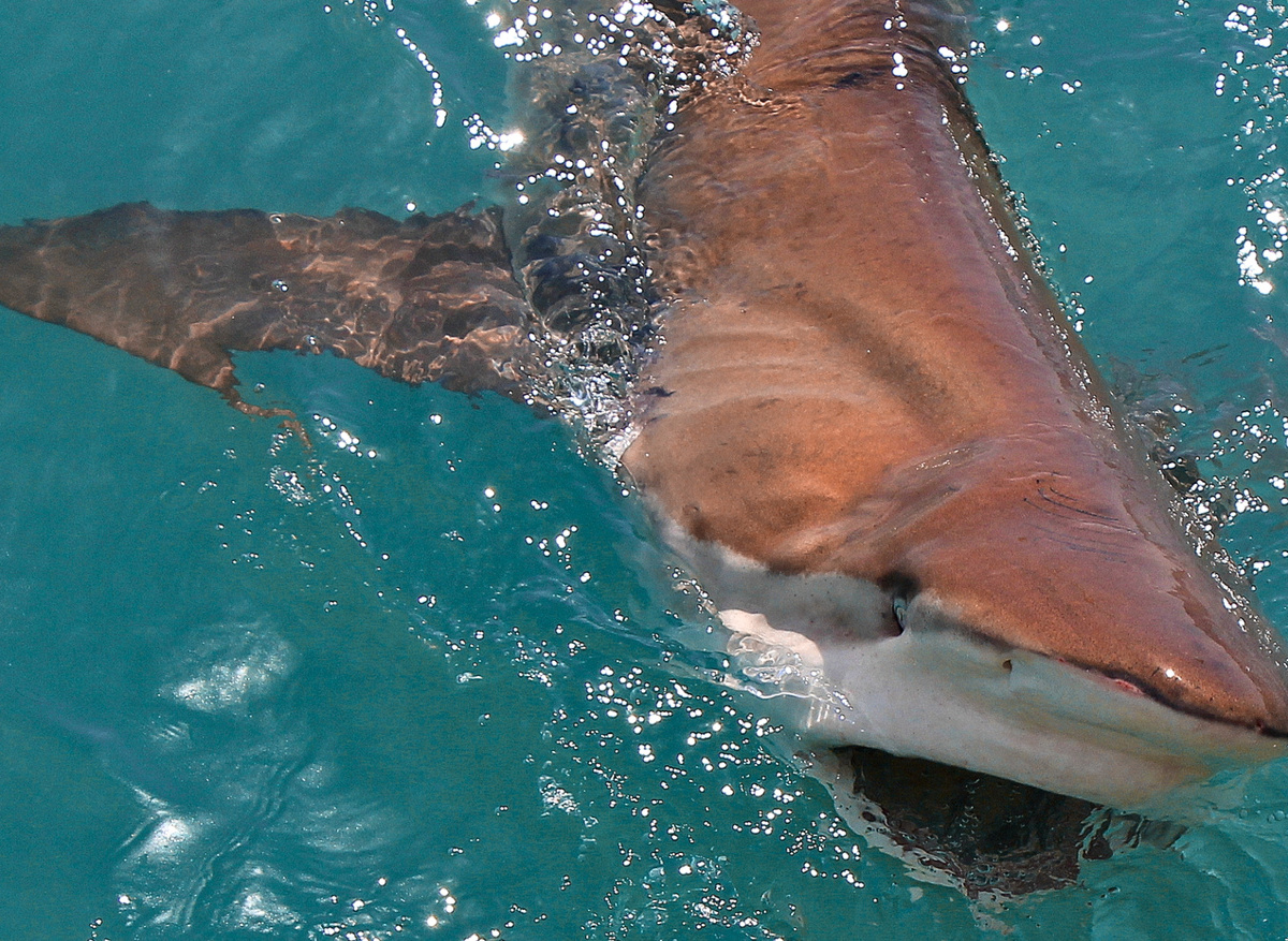 Bronze Whaler Shark
