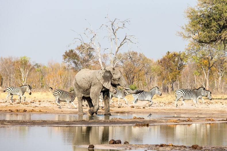3AF9-wilderness-safaris-zimbabwe-hwange.jpg