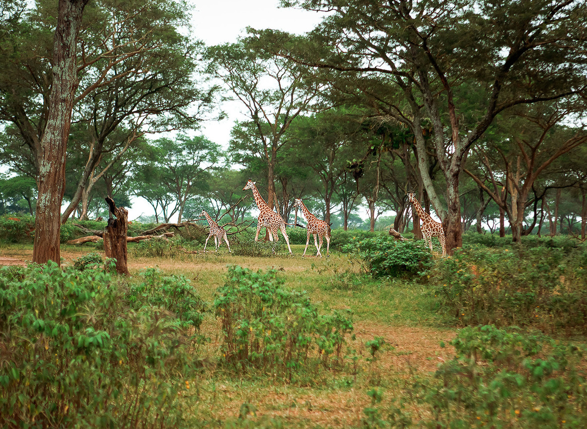 Chobe giraffe sighting on the bush walk.jpg