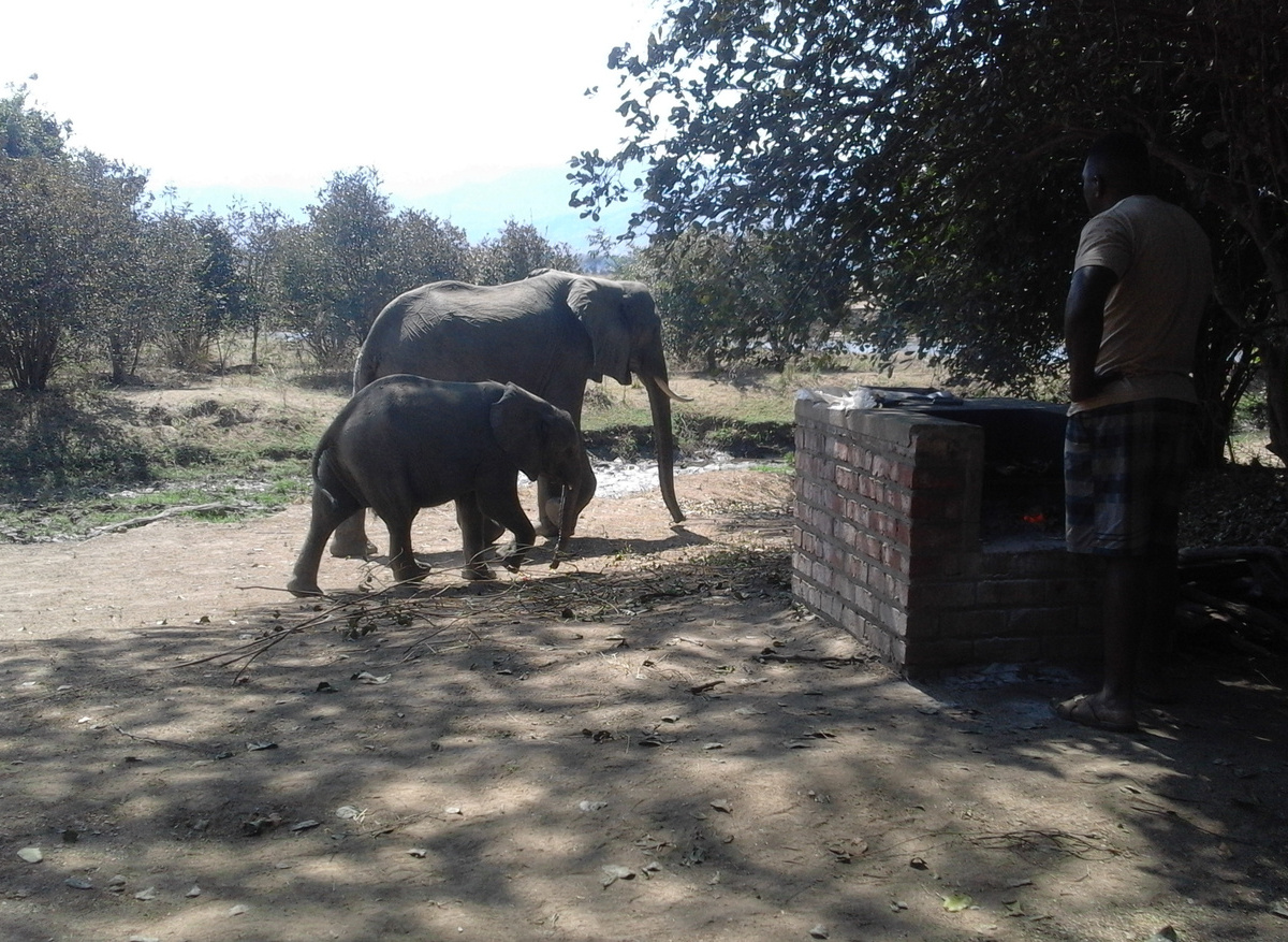 Mana Pools National Park - Elephant Creek