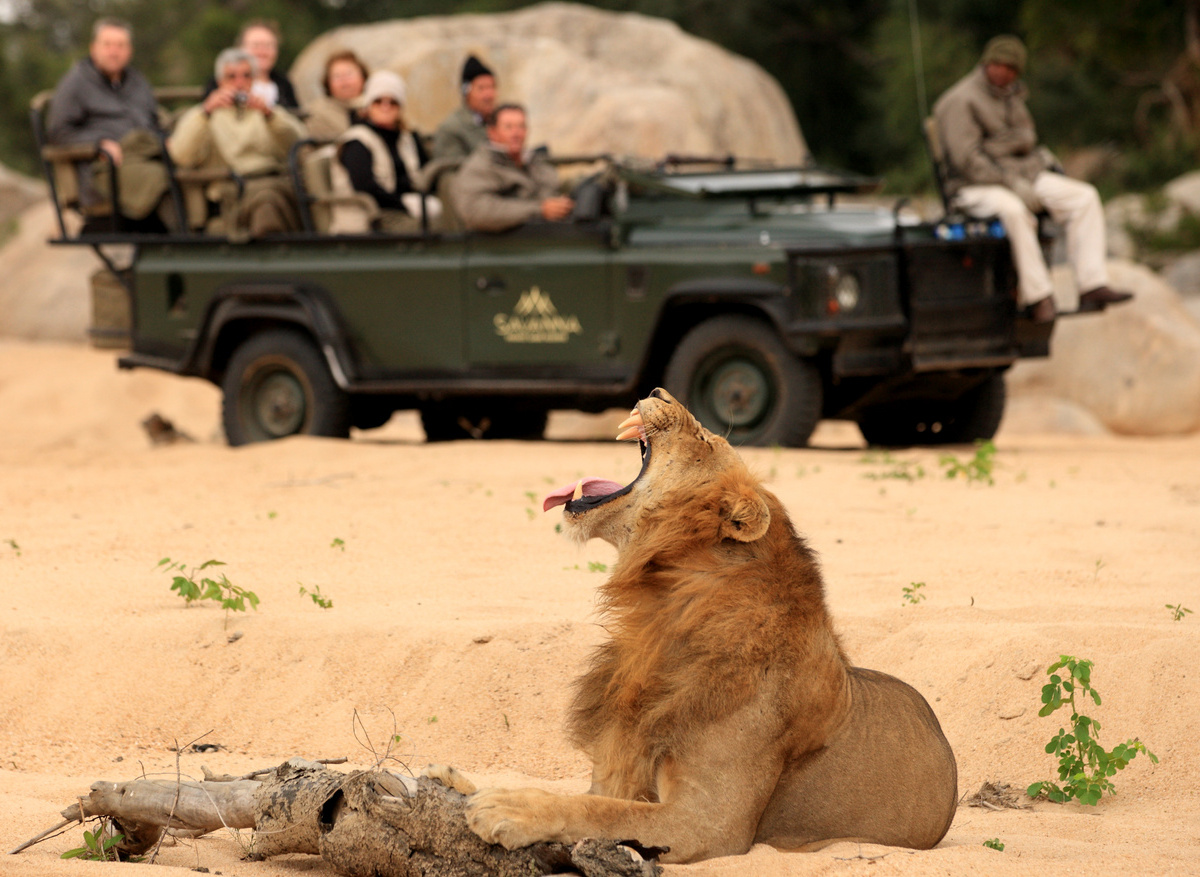 Savanna Safari lion