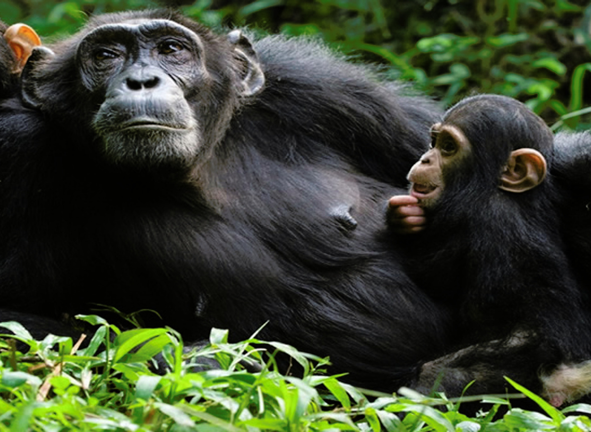 chimpanzee-and-young at Nyungwe National Park.jpg
