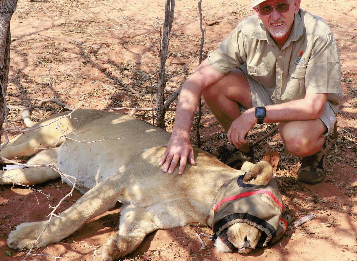 Lion Collaring