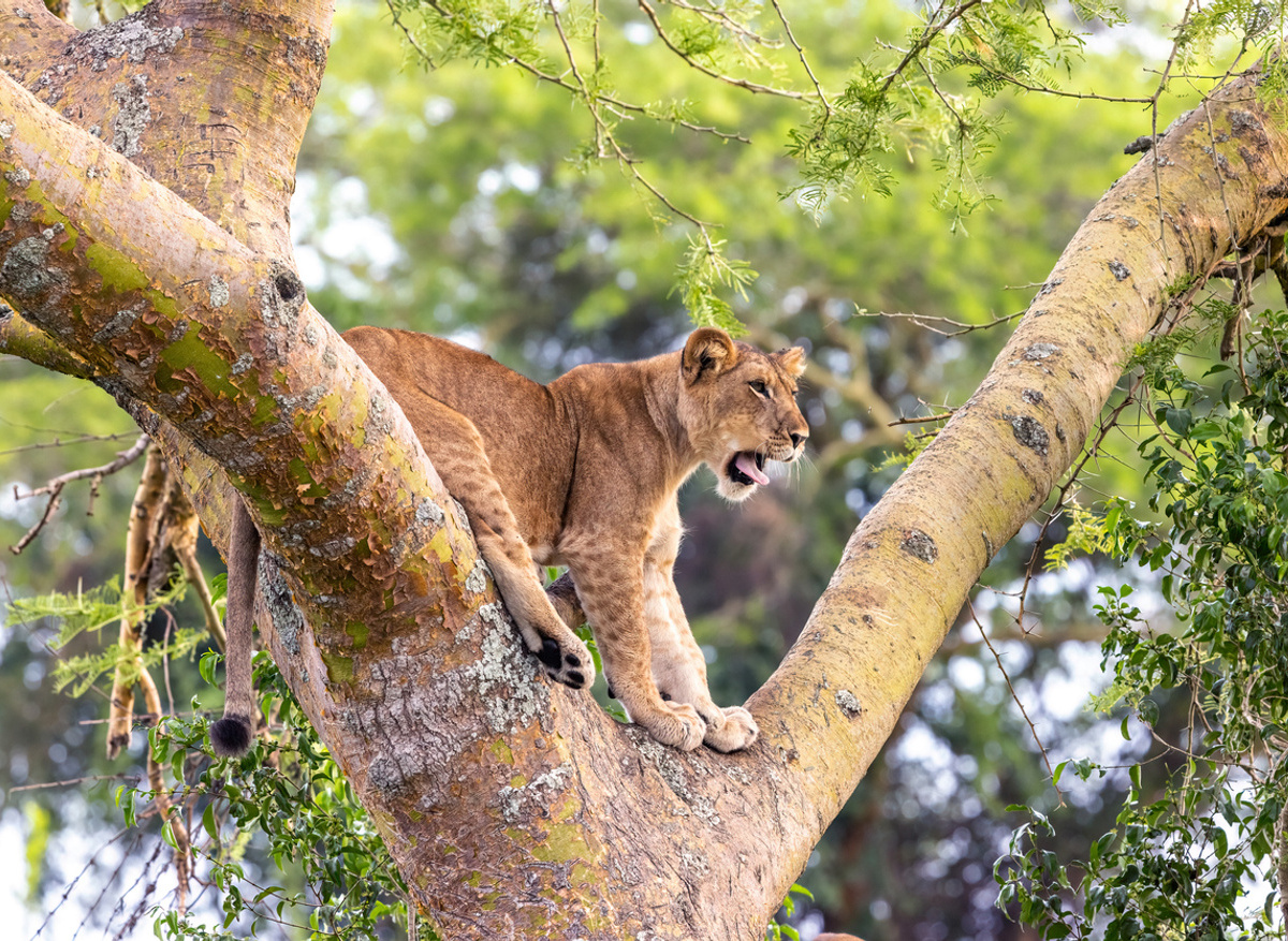 Tree-climbing lion on safari in Africa