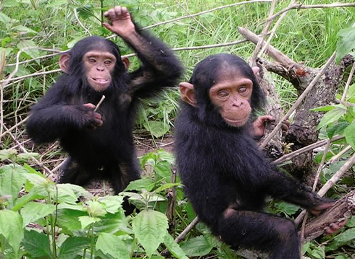 young-chimpanzees at Nyungwe.jpg
