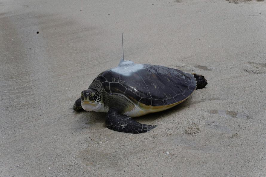 Two Oceans Aquarium (1) Nori.JPG