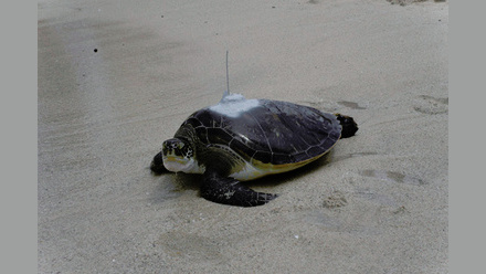 Two Oceans Aquarium (1) Nori.JPG