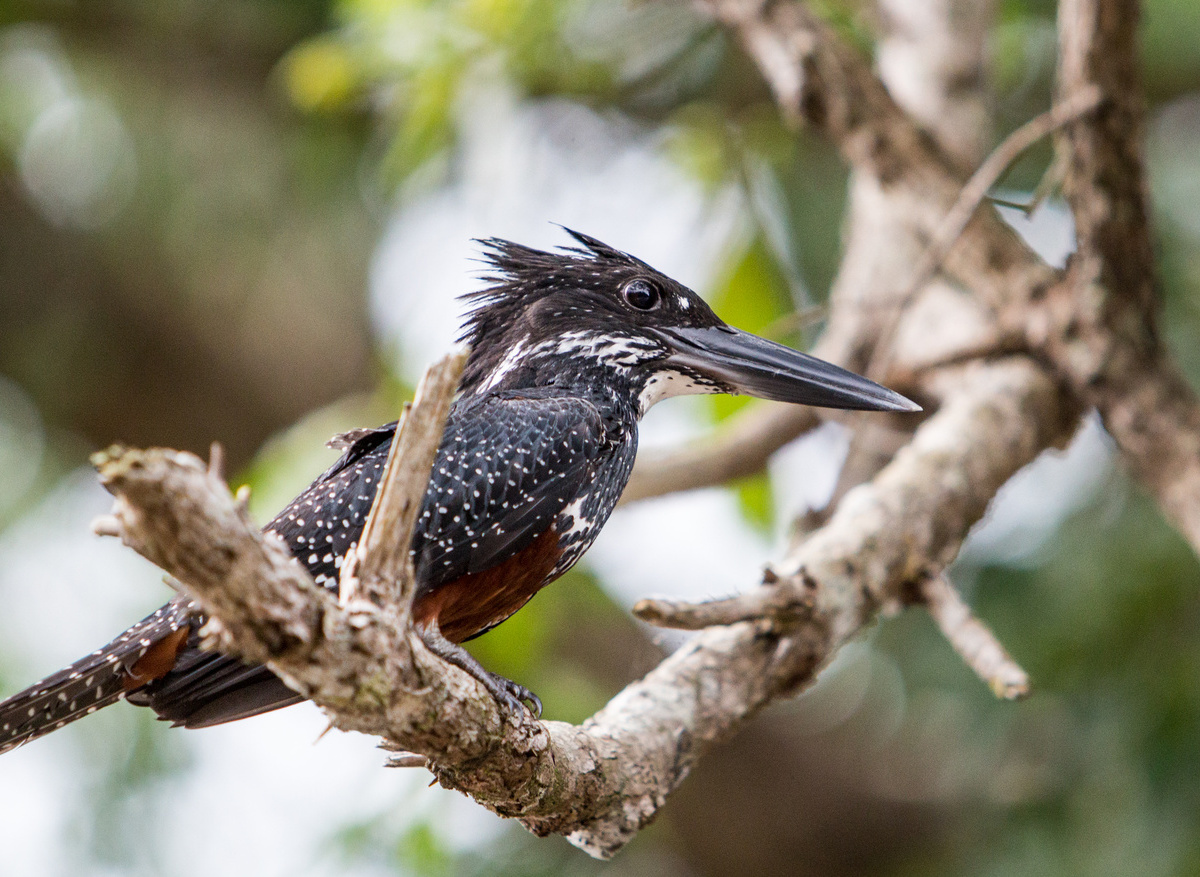 Kamba - Fauna and Flora (30).jpg