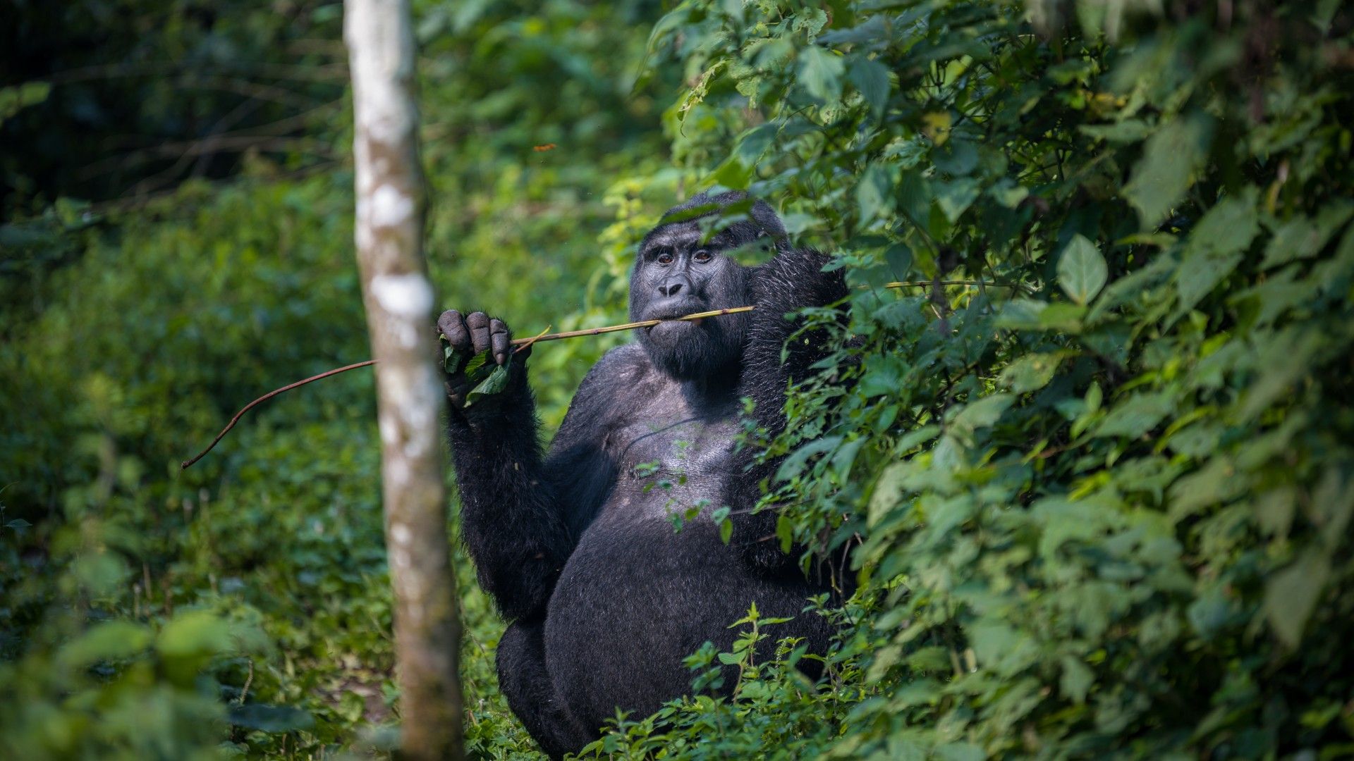 Primate Expeditions.jpg