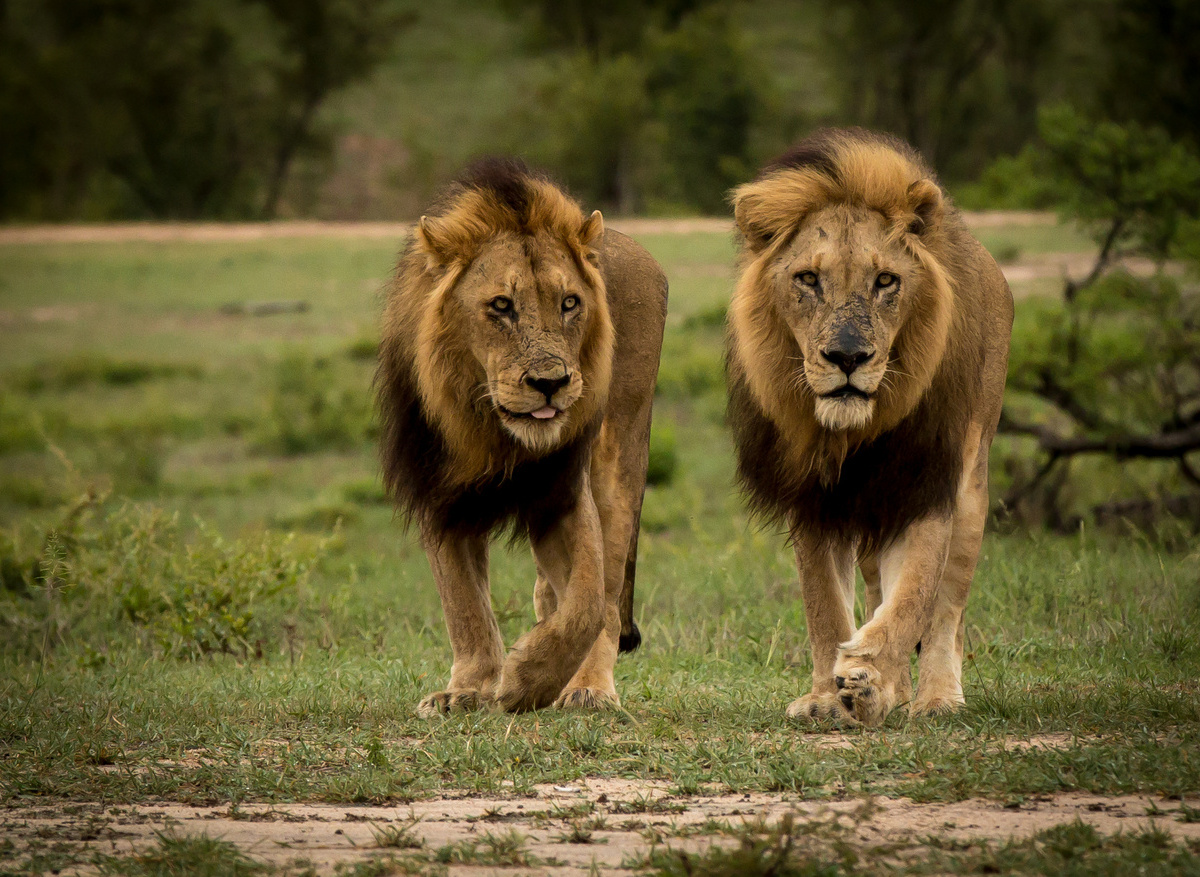 Savanna Safaris Lion