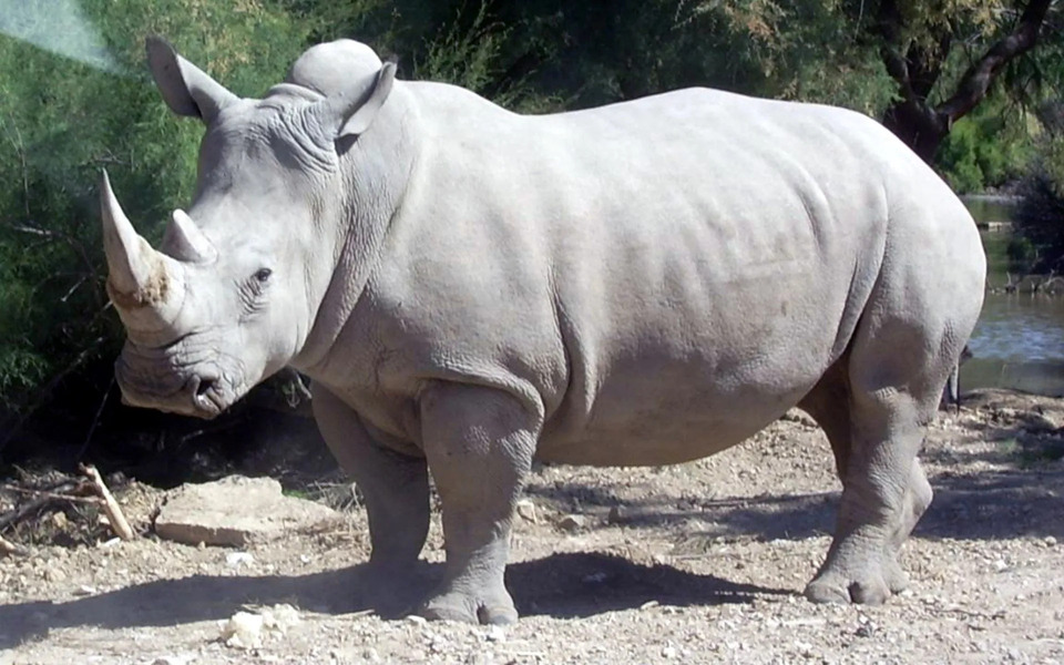 Rhino.jpg 1