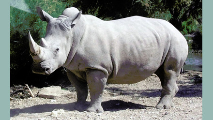 Rhino.jpg 1
