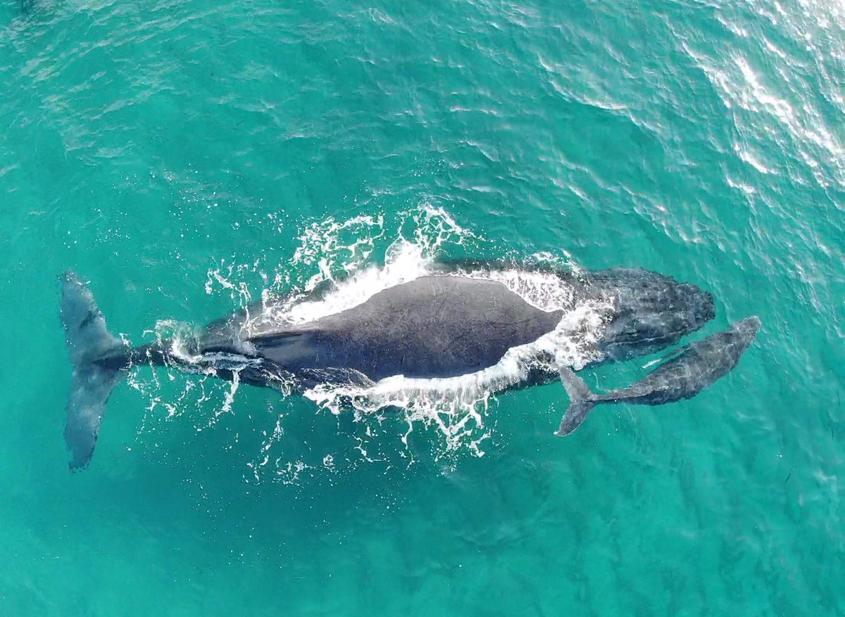 Whale Season in Tofu, Mozambique.jpeg