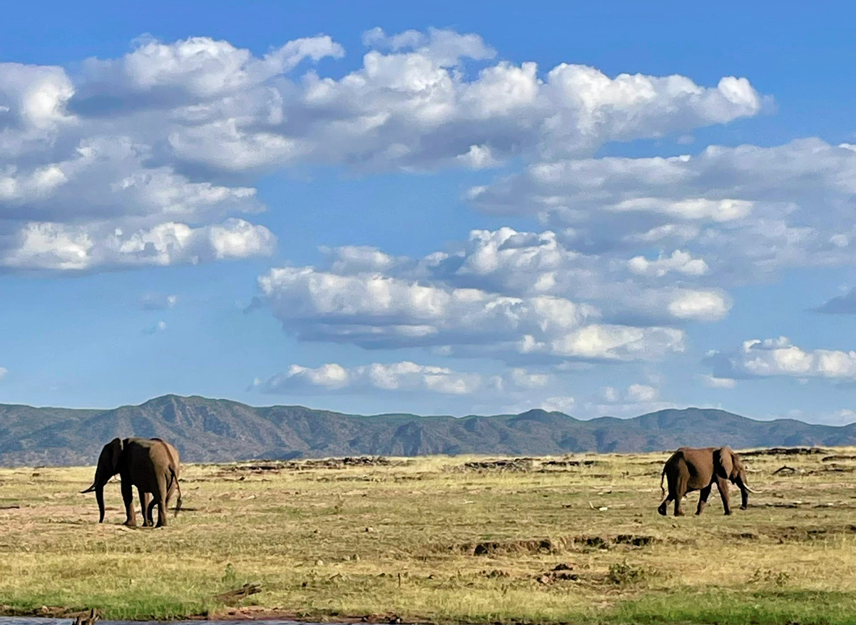 Elephants_Changa Safari Camp shoreline