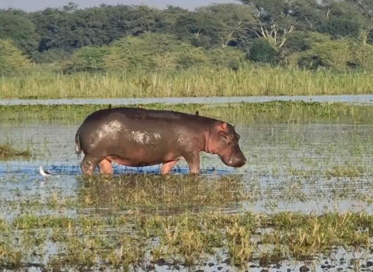 Happu Hippo