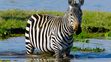 Zebra-Kenya-1CBBF.jpg