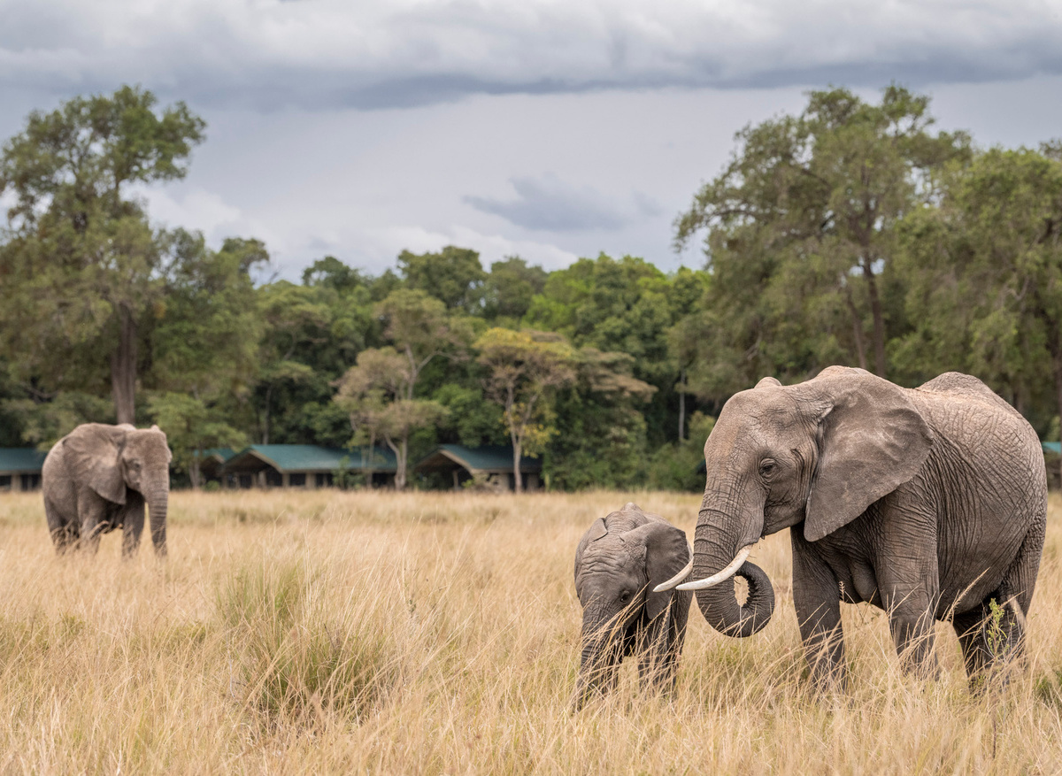 Elephants at Governors' Camp