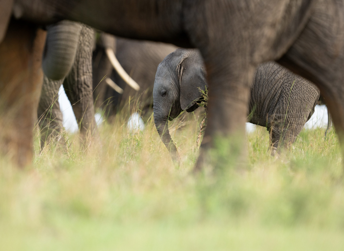 Singita Serengeti Wildlife