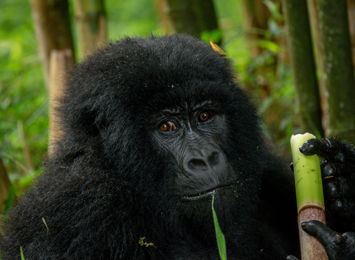 Gorillas of Mgahinga National Park 