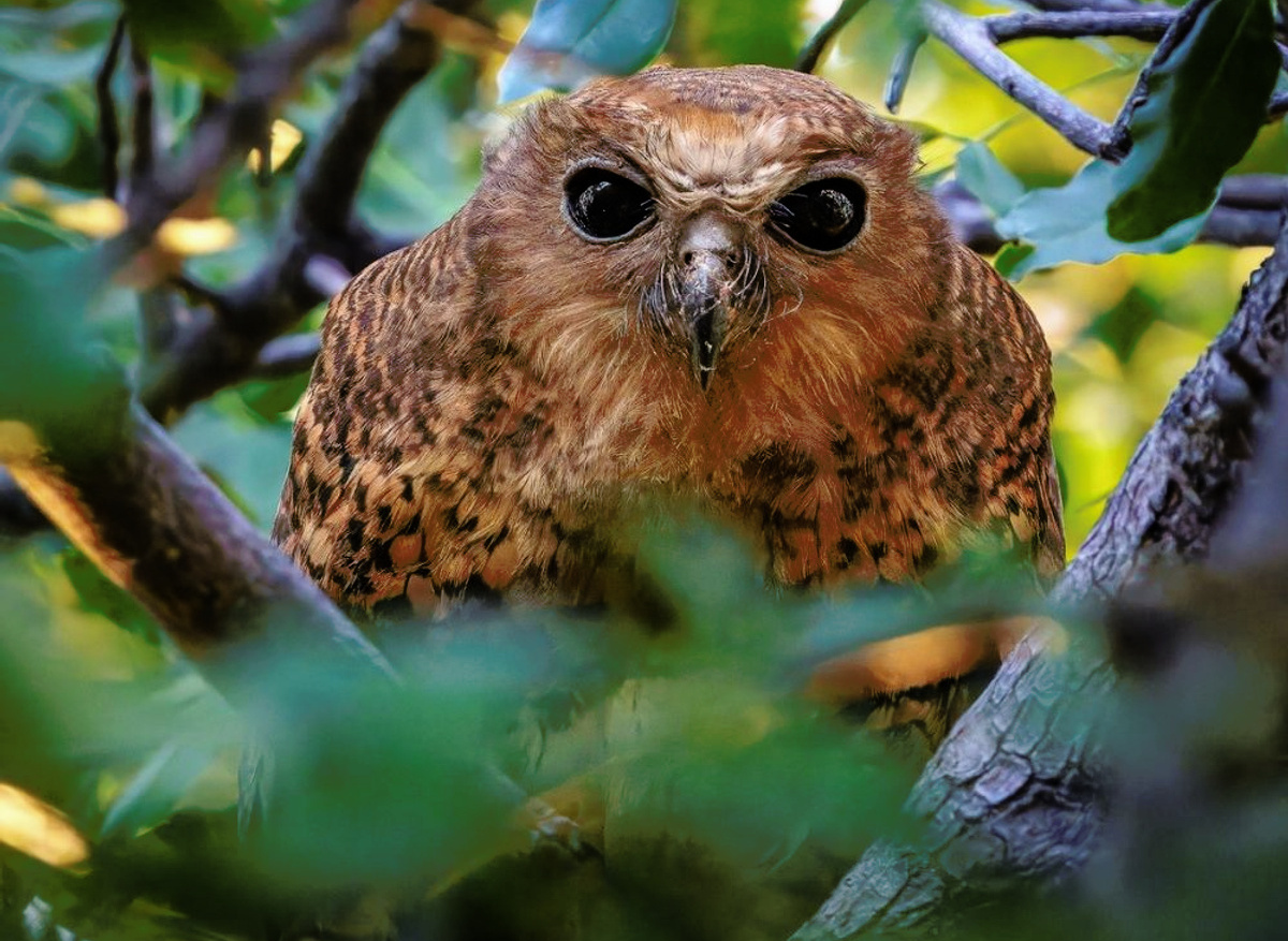 Pelo Camp Pels Fishing Owl.jpg