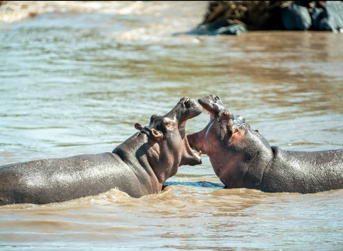Hippos