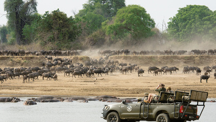 shenton-buffalo-herd-with-hippos-e696c.jpg