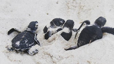 Baby Turtles.jpg