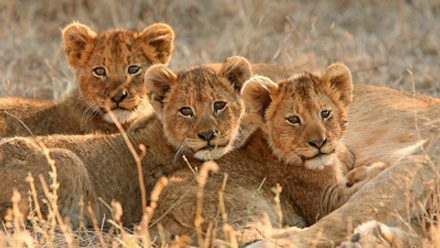 Andbeyond Lions