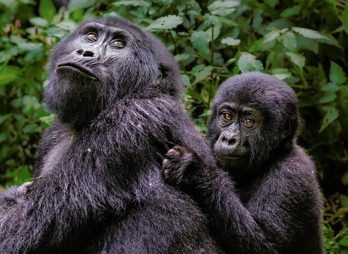 Mountain Gorilla Family – Bwindi Impenetrable Forest