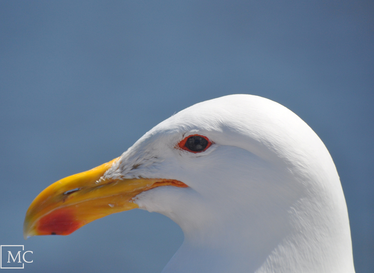 Beautiful Sea Birds