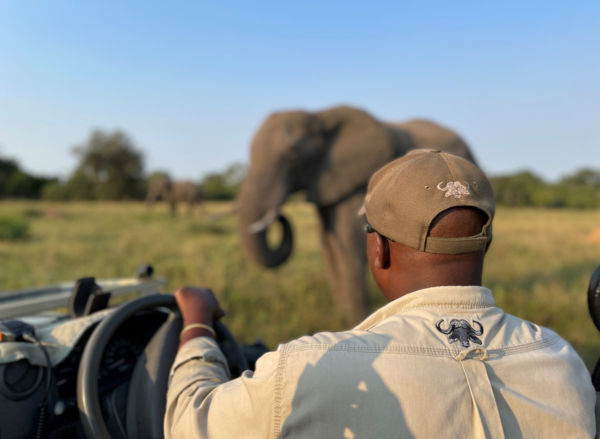 Big 5 - elephant on safari