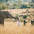 Eastern Highlands