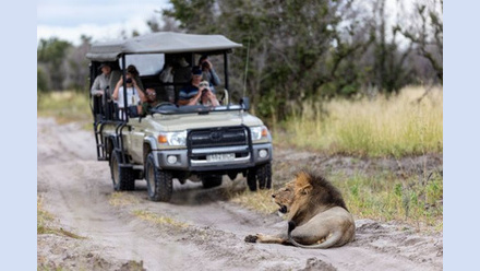Mobile-M.Harvey+lion+.jpg