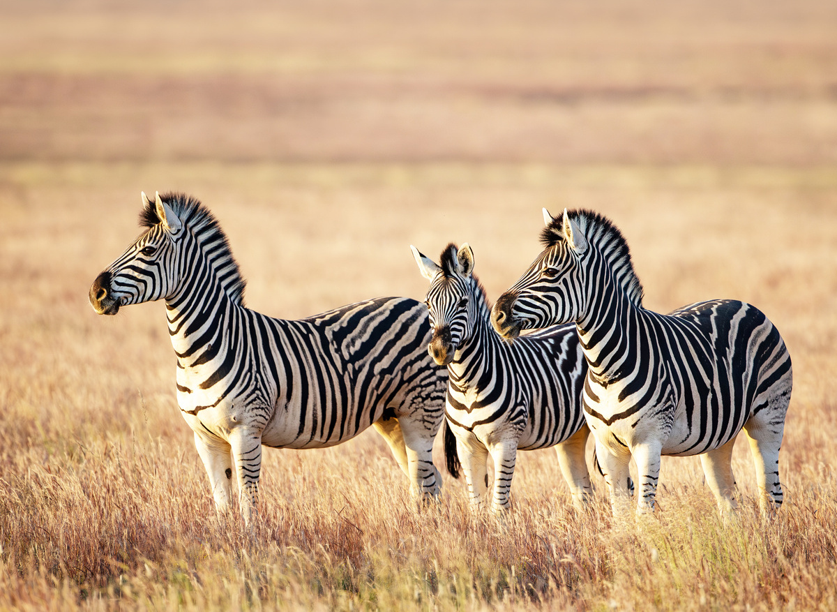 Wildlife- Zebra