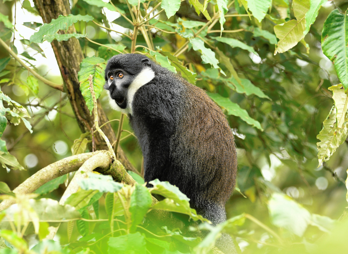L’Hoest’s Monkey Encounter, Nyungwe Forest National Park, Rwanda