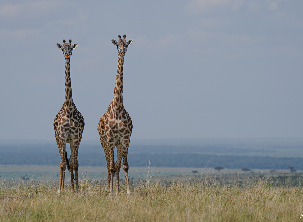 Giraffes in the conservancy