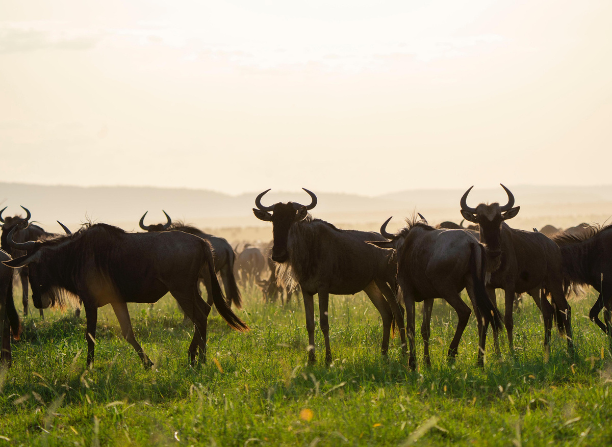 Great Migration Wildebeest Herd in the Serengeti