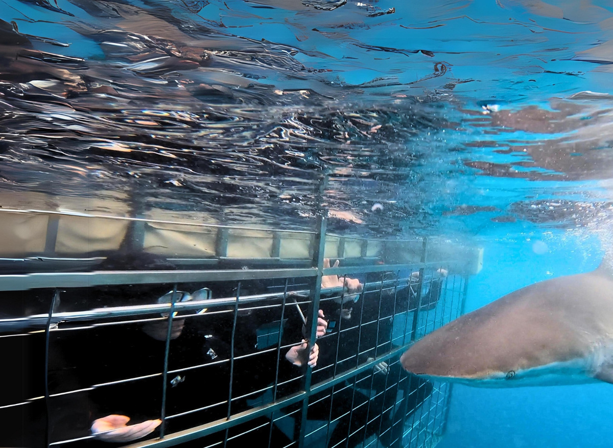 Face to Face with Bronze Whaler Shark
