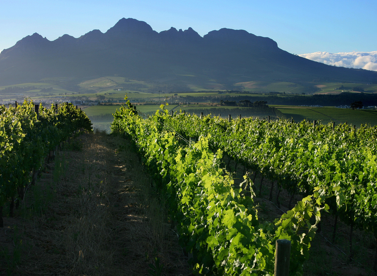 Stellenbosch Wine Routes, Simonsberg with vineyards.JPG
