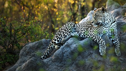 Leopard _ Ross Couper 14.jpg