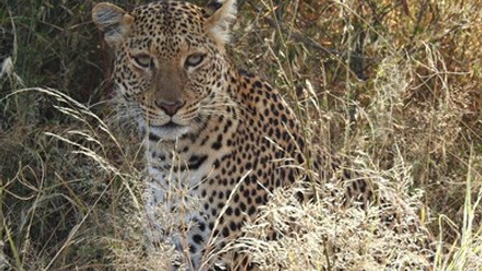Leopard.jpg