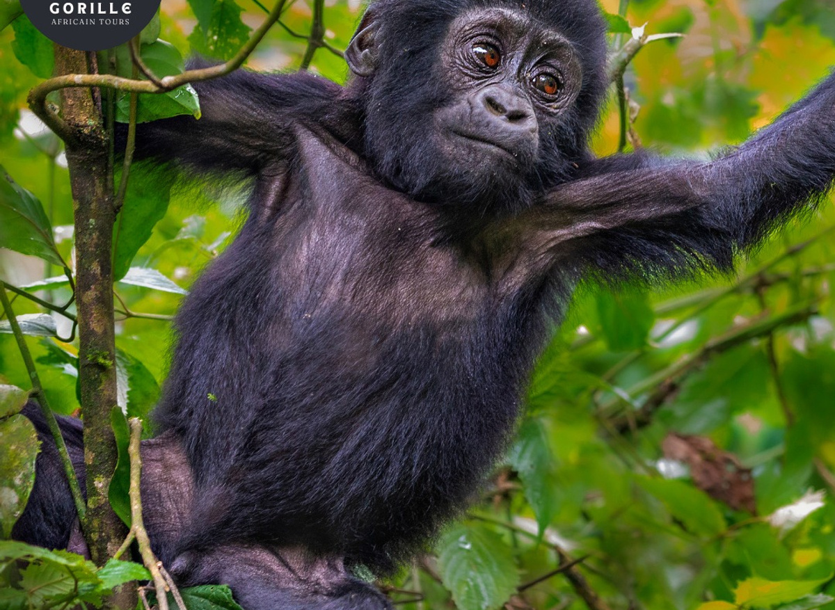 Iconic Gorilla Trekking safaris 