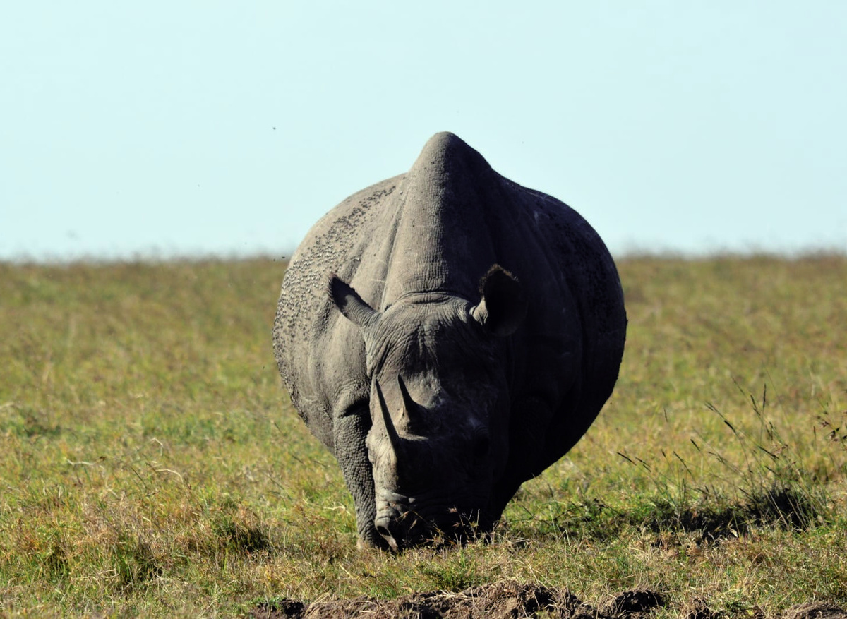 Rhino in Ol Pejeta