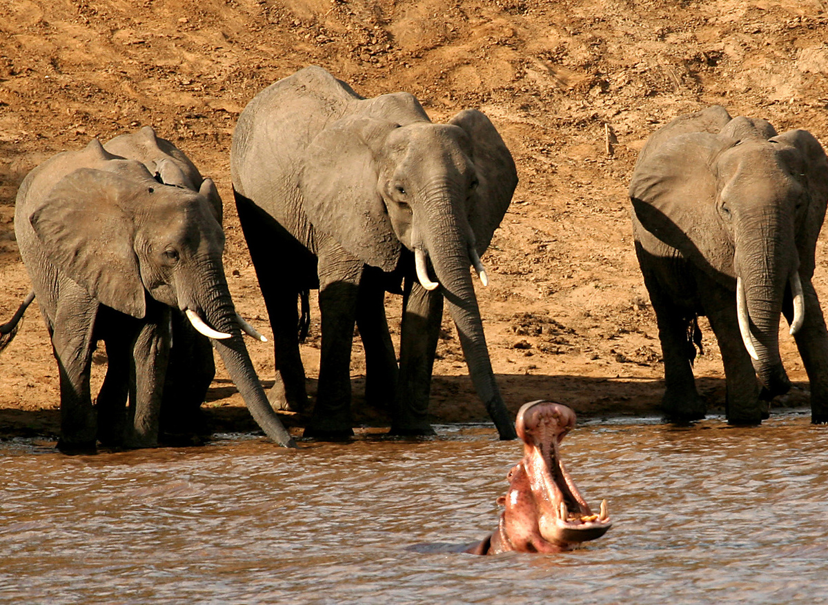 Elephants & Hippo