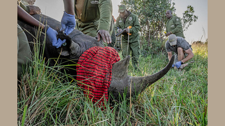 Black+rhino+in+the+Mara.jpg