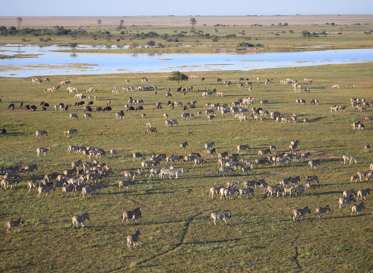 Zebra migration in the Makgadikgadi from Jacks Camp during Jan to April