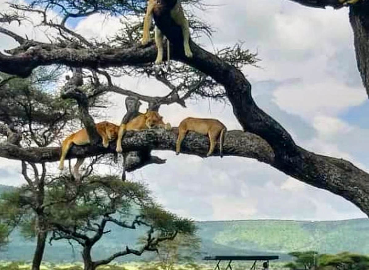 Lions on Trees