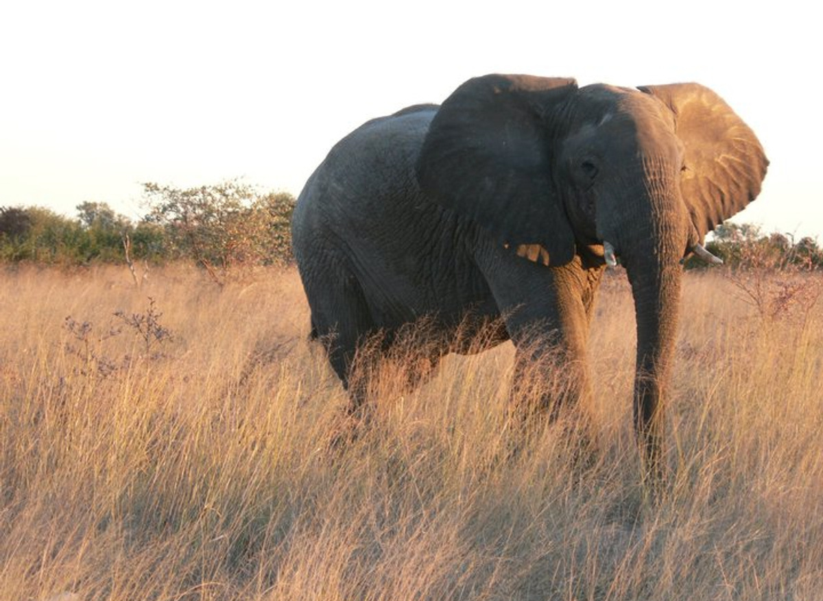 Elephant in Etosha